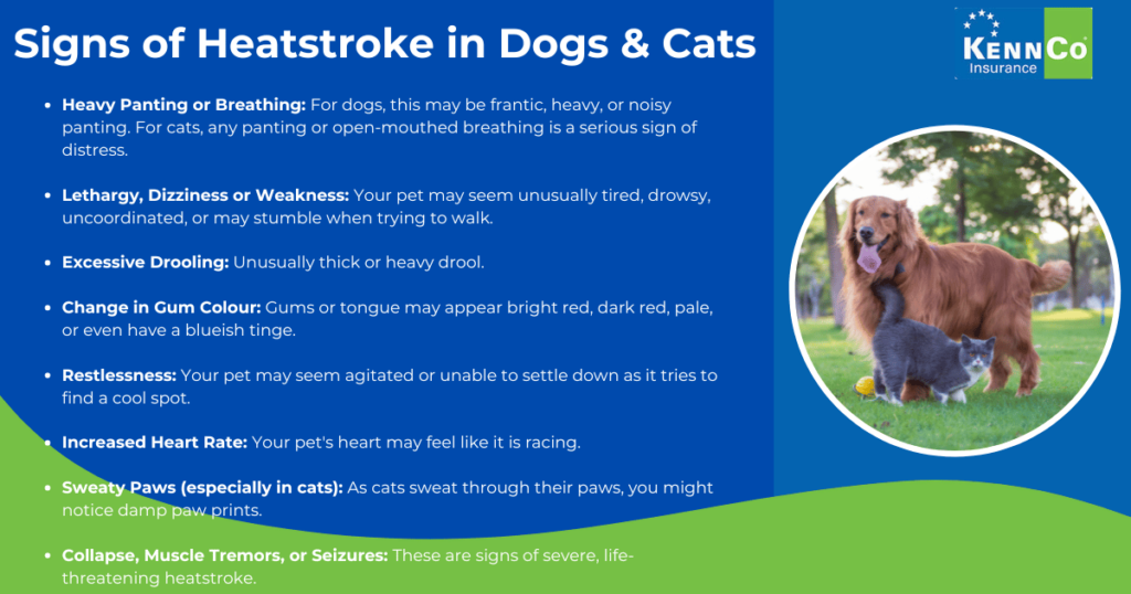 how to keep pets cool in warm weather