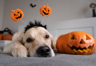 halloween hazards for pets ireland