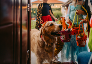 avoid halloween hazards ireland